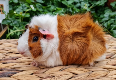 Rosettenmädel Myrcella